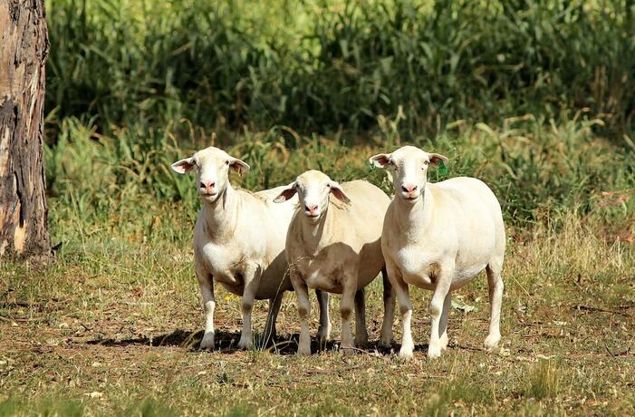 Imagen general del Hotel The Duck Inn Apartments. Foto 5