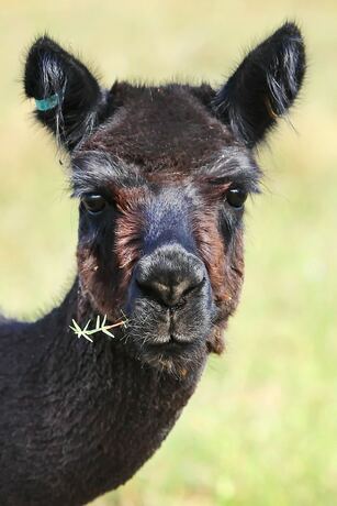 Imagen general del Hotel The Duck Inn Apartments. Foto 14