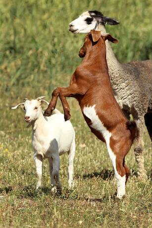 Imagen de los exteriores del Hotel The Duck Inn Apartments. Foto 27