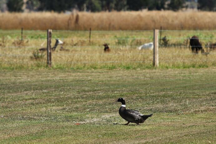 Imagen de los exteriores del Hotel The Duck Inn Apartments. Foto 28