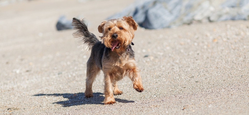 Imagen de los exteriores del Hotel The Esplanade, Newquay. Foto 16