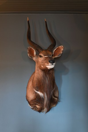 Imagen de los interiores del Hotel The Falcon. Foto 19