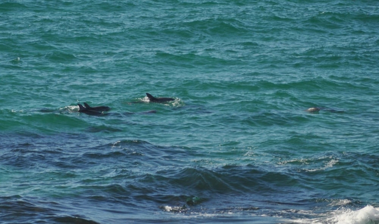 Imagen de los exteriores del Hotel The Fig Tree B and B. Foto 13