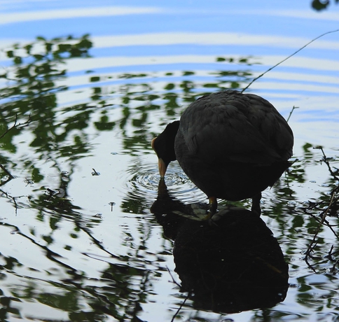 Imagen de los exteriores del Hotel The Inn On The Lake. Foto 6