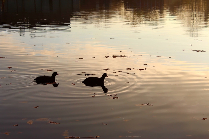 Imagen de los exteriores del Hotel The Inn On The Lake. Foto 8