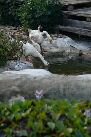 Imagen de los exteriores del Hotel The Nanda Resort. Foto 36