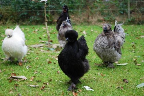 Imagen del bar/restaurante del Hotel The Old Coach House. Foto 8