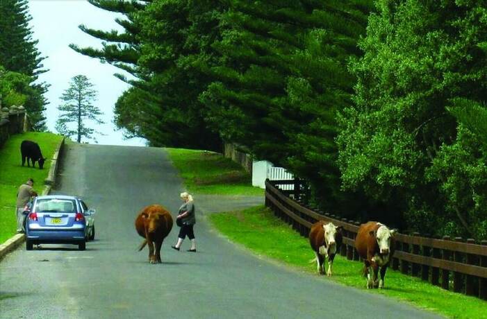 Imagen de los exteriores del Hotel The Ridge, Isla De Norfolk. Foto 39