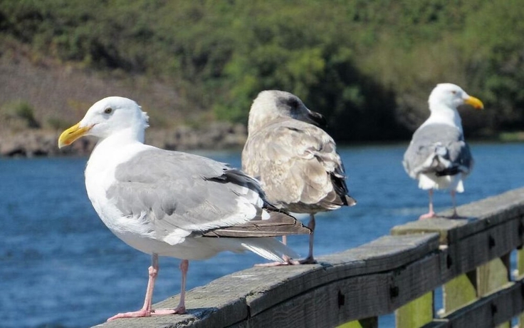 Imagen de la habitación del Hotel The Waldport Inn. Foto 17