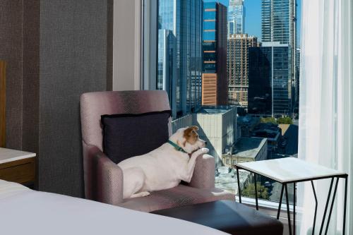 Imagen de la habitación del Hotel The Westin Austin Downtown. Foto 15