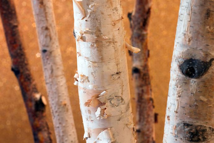 Imagen del bar/restaurante del Hotel The Westin Chicago North Shore. Foto 2