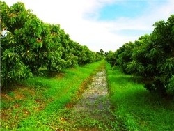 Imagen de la habitación del Hotel Therdthai Farm Boutique Hotel. Foto 8