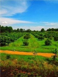 Imagen general del Hotel Therdthai Farm Boutique Hotel. Foto 4