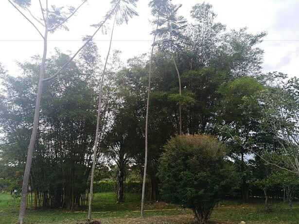 Imagen general del Hotel Tierralinda Finca Cottage. Foto 7