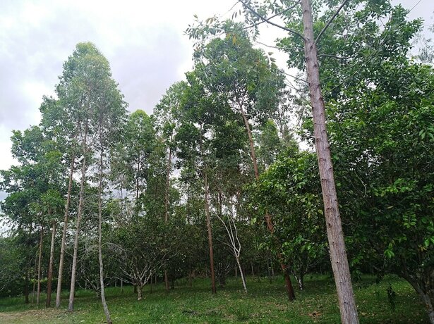 Imagen general del Hotel Tierralinda Finca Cottage. Foto 14