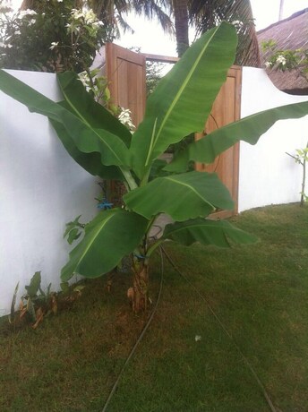 Imagen de la habitación del Hotel Tiki Lodge Lombok. Foto 38