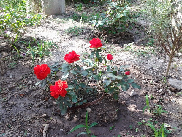 Imagen de los exteriores del Hotel Tilemachos Rooms and Studios. Foto 11