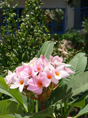 Imagen de los exteriores del Hotel Tilemachos Rooms and Studios. Foto 12