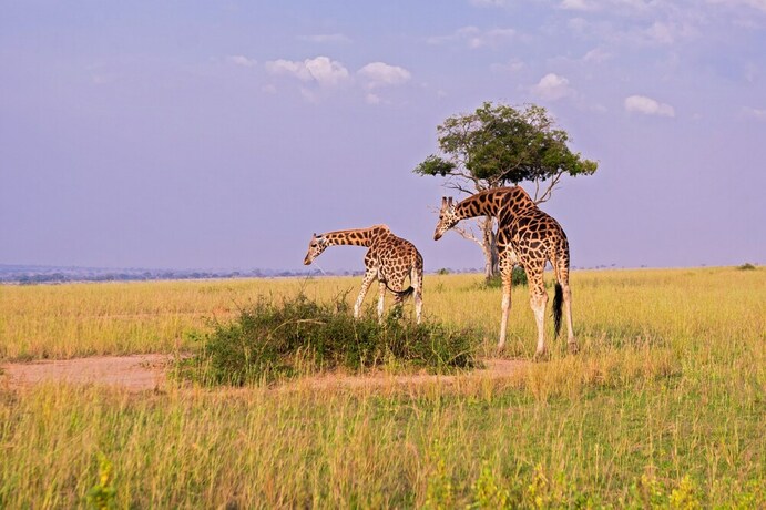 Imagen general del Hotel Tilenga Safari Lodge. Foto 11