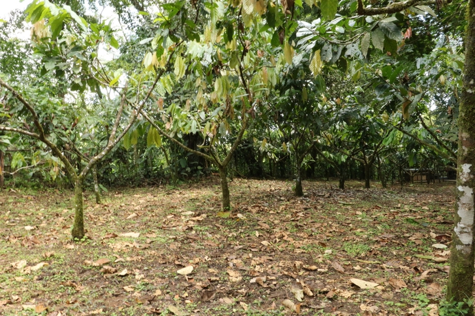 Imagen de los exteriores del Hotel Tirimbina Rainforest Lodge. Foto 12