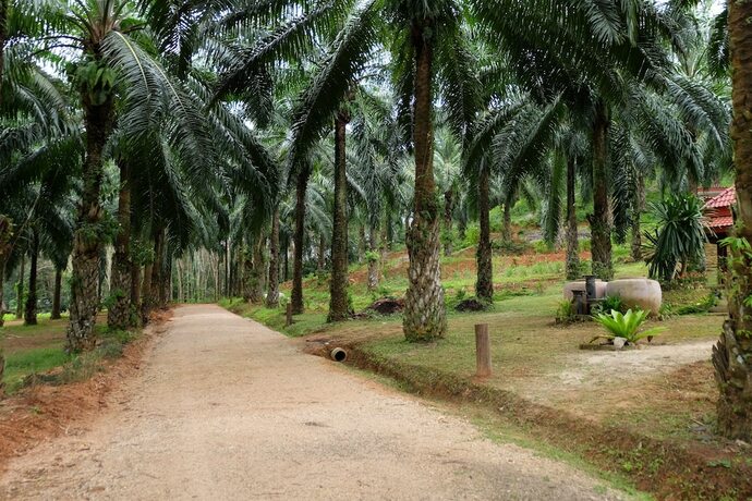 Imagen general del Hotel Tonpalm Farmstay. Foto 2