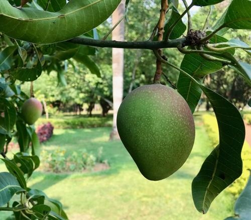 Imagen general del Hotel Trident Bhubaneswar. Foto 2