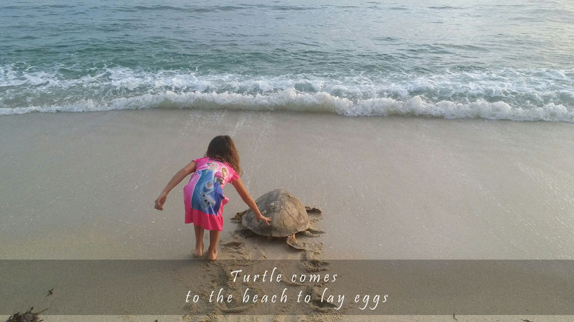 Imagen de la habitación del Hotel Trikora Beach Club and Resort. Foto 8