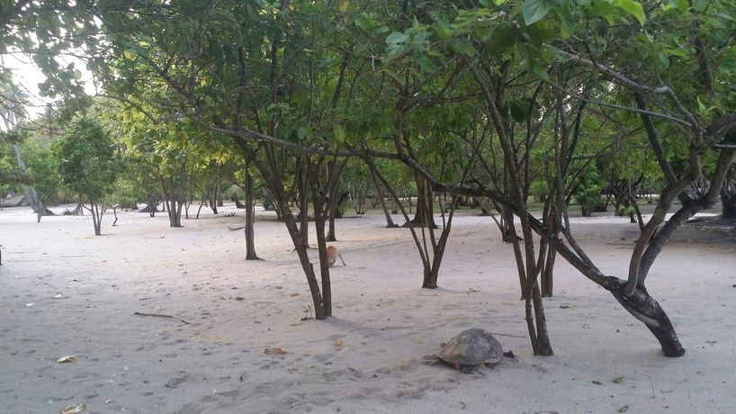 Imagen de la habitación del Hotel Trikora Beach Club and Resort. Foto 9