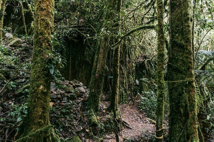 Imagen general del Hotel Trogon Lodge. Foto 15