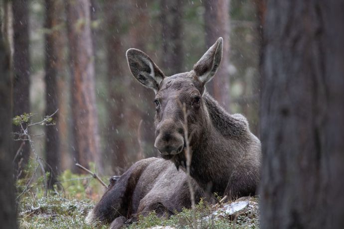 Imagen general del Hotel Trolltun. Foto 7