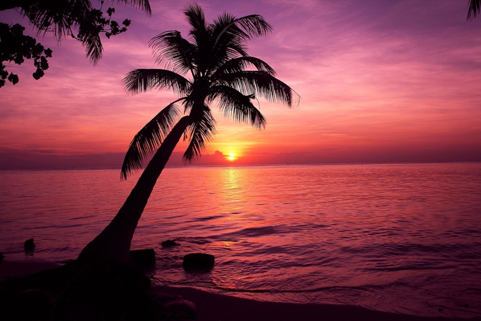 Imagen de los exteriores del Hotel Tropic Tree Maldives. Foto 12