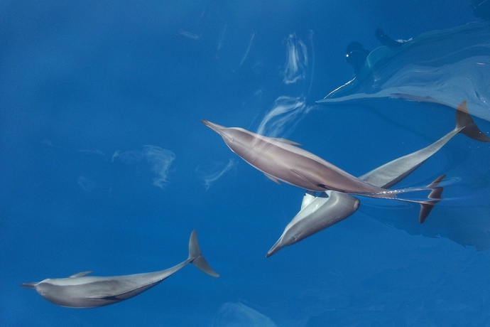 Imagen de los exteriores del Hotel Tropic Tree Maldives. Foto 13