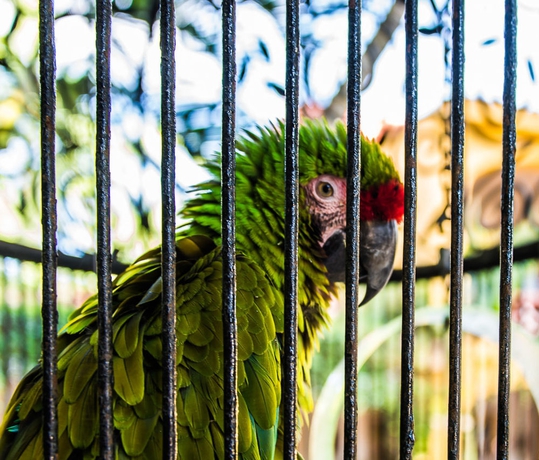 Imagen de los interiores del Hotel Tropicana Inn. Foto 13