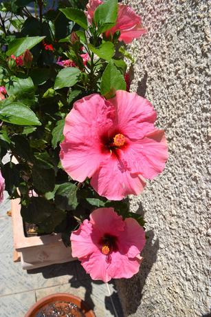 Imagen de los exteriores del Hotel Twin House. Foto 18