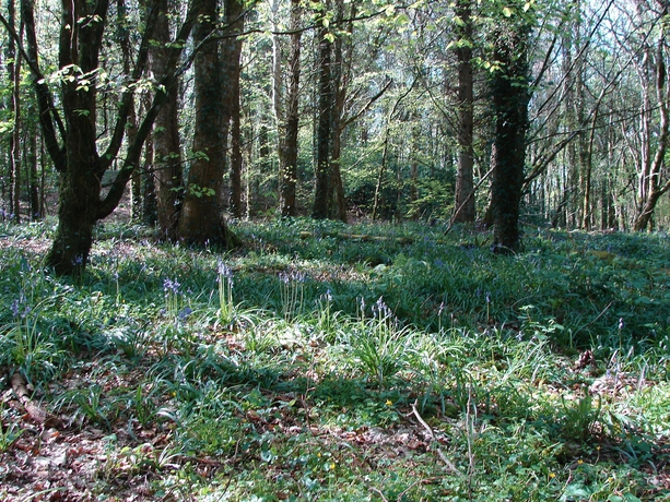 Imagen de los exteriores del Hotel Twin Trees. Foto 10