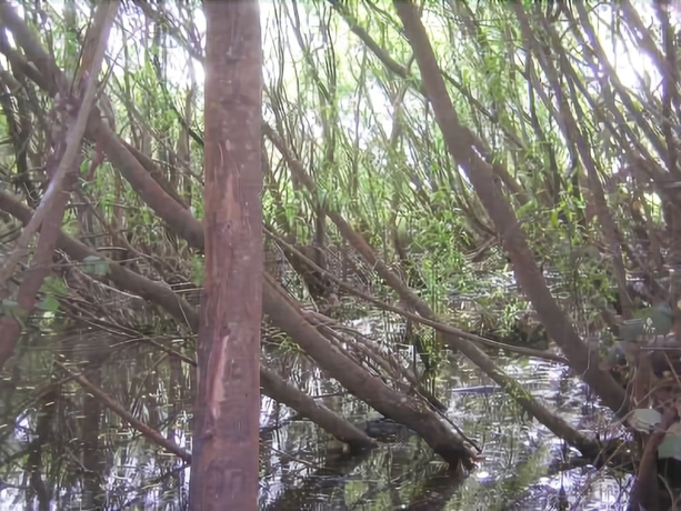 Imagen de los exteriores del Hotel Tynwald - Willow Bend Estate. Foto 14