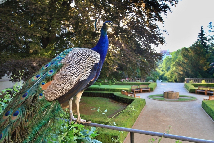 Imagen de los exteriores del Hotel U Páva, Praga. Foto 14