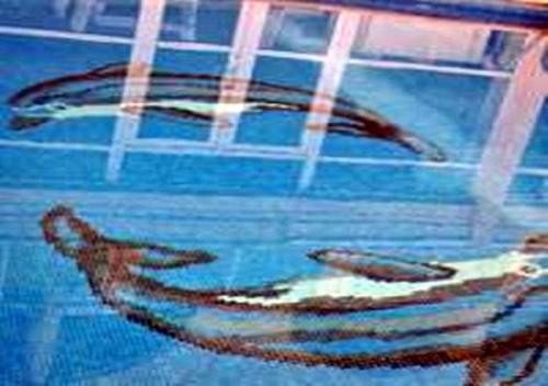 Imagen general del Hotel Ucem Golden Sea. Foto 5