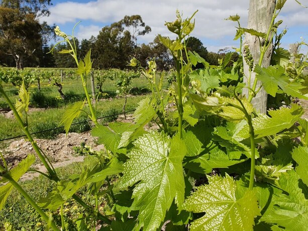 Imagen de los exteriores del Hotel Under the Vines. Foto 12