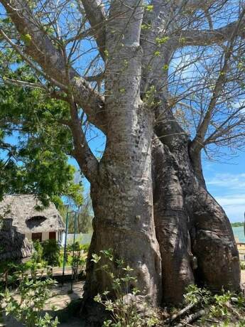 Imagen de la habitación del Hotel Unguja Ukuu Kaepwani. Foto 11