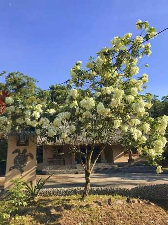 Imagen general del Hotel Urbano\'s Pacific Jungle Hostel. Foto 3