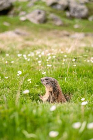 Imagen general del Hotel VVF Serre Chevalier Briançon. Foto 4