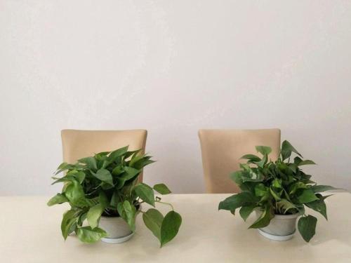 Imagen general del Hotel Vatica Hangzhou Linan Qianwang Street. Foto 16