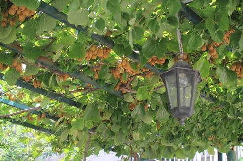 Imagen general del Hotel Victoria Guesthouse. Foto 10