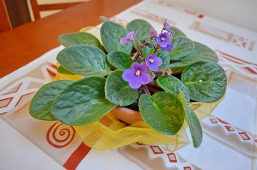 Imagen de la habitación del Hotel Vila Ajka. Foto 5