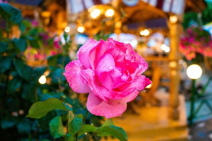 Imagen general del Hotel Vila II Poieniţa. Foto 40