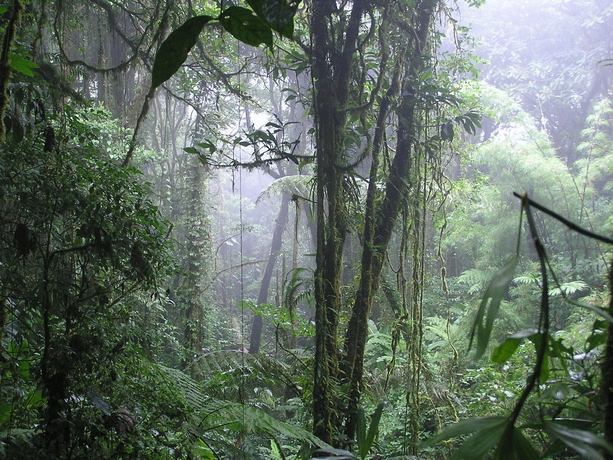 Imagen general del Hotel Villa Blanca Cloud Forest + Retreat. Foto 1