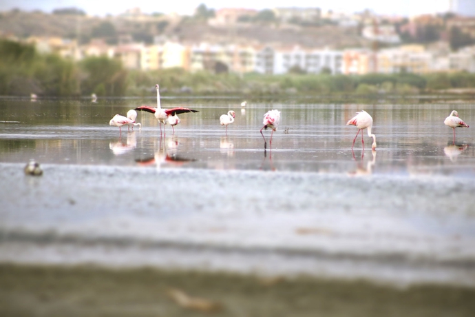 Imagen general del Hotel Villa Fanny. Foto 4