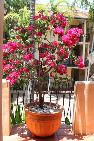 Imagen de los exteriores del Hotel Villa San Michele, Port Douglas. Foto 6