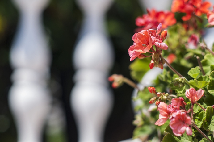 Imagen de los exteriores del Hotel Villa Serena. Foto 13